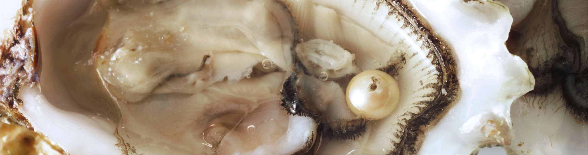 Intérieur d'un mollusque perlier